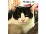 Adopt Mercury a Black and White or Tuxedo Domestic Shorthair (sh