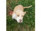 Adopt Mustard a Pit Bull Terrier