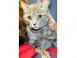 Adopt Gracie a Domestic Short Hair - gray and white