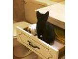 Adopt HARRIET a All Black American Shorthair  Mixed (short coat)