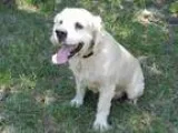 Adopt Winston a TanYellowFawn Cocker Spaniel  Mixed dog in Alpha