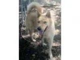 Adopt Zach a Husky Shiba Inu