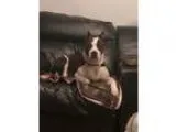 Adopt Alice NEEDS FOSTER a Brindle - with White American Pit Bul