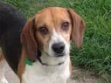 Adopt Zac a Beagle