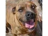 Adopt Nala a Pit Bull Terrier