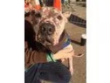 Adopt Pinky-SPONSORED a American Staffordshire Terrier