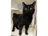 Adopt Finn a Domestic Shorthair  Mixed cat in Topeka KS (1526672