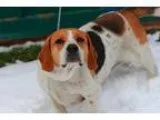 Adopt Buckshot a Tricolor (TanBrown and Black and White) Basset 