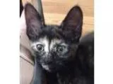 Adopt Antifaz a Gray Blue or Silver Tabby British Shorthair (sho