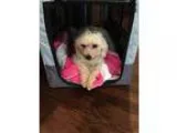 Adopt Ciara a White - with Tan Yellow or Fawn Poodle (Miniature)