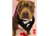 Adopt Tank II a Tricolor (TanBrown and Black and White) American