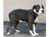 Adopt Shadow a Beagle Retriever