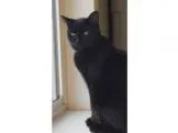 Adopt Wendall Arrested Development a All Black Domestic Shorthai