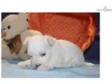 Magnum Male CKC Maltese Says Pick Me