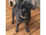 Adopt Oreo of Cumberland a Black Poodle (Miniature)  Standard Sc
