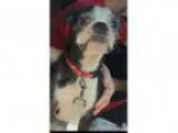 Adopt Lola in KS-Adopted a Boston Terrier