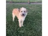 Adopt Jasper a TanYellowFawn - with Black Wheaten Terrier  Terri