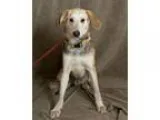 Adopt Doc a Treeing Walker Coonhound Shepherd