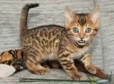 Adkins CFA Registered MF Bengal kitten for Sale