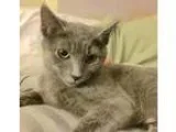 Adopt Charlotte the Russian Blue Baby a Russian Blue