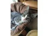 Adopt Keepurr a Gray Blue or Silver Tabby Domestic Shorthair (sh