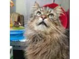 Adopt Vilhelm a Brown or Chocolate Domestic Longhair  Mixed cat 