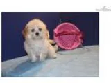 Elsa Apricot Cream Female CKC Maltipoo WAll Shots