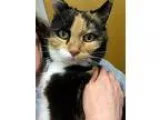 Adopt Abby a American Shorthair