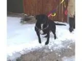 Adopt Celine a American Staffordshire Terrier