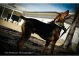Adopt Rex a Black - with Brown Red Golden Orange or Chestnut Hou