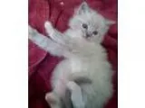 Blue Eyed Male and Female Kitten