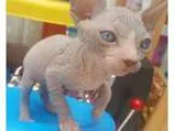 Confelicitous MF sphynx kittens for sale