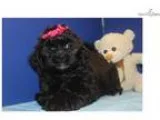 Candy Female Black CKC Shihpoo