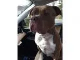 Adopt Batman VIP a TanYellowFawn - with White Pit Bull Terrier  
