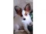 Fdjh splendid papillon puppies for sell