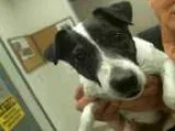 Adopt PEACHES a Jack Russell Terrier  Mixed dog in Murray UT (15
