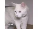 Adopt Luna a White Turkish Angora  Mixed cat in Hot Springs Vill