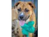 Adopt Hodge a Boxer Shepherd