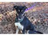 Adopt Elrica a German Shepherd Dog