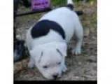 american bully puppy for sale