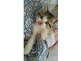 Adopt Gizmo - I purr the SECOND you pick me up a Tabby - Brown