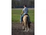 Handsome Buckskin APHA Gelding Breeders Trust