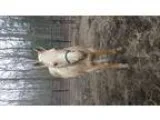 AQHA Rodeo Smoke Bob