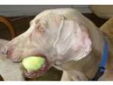 Adopt Mambo a GraySilverSalt and Pepper - with White Weimaraner 