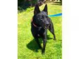 Adopt Porky a Black Schipperke  Cattle Dog  Mixed dog in Mission