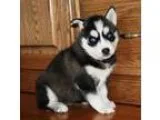 Cute Huskies Puppies ready to go