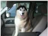 Adopt Hoku a Siberian Husky