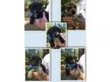 Adopt Australian Cattle Dog (Blue Heeler) Puppies (Earlville