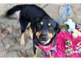 Adopt Ari a Black - with Brown Red Golden Orange or Chestnut Hou