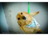 Adopt Drex a RedGoldenOrangeCh estnut Corgi  Mixed dog in Muldro
